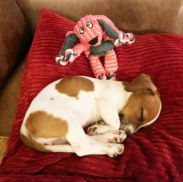 sleeping jack russell terrier puppy