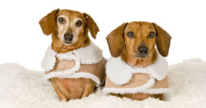 Small dog coats