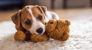dog names