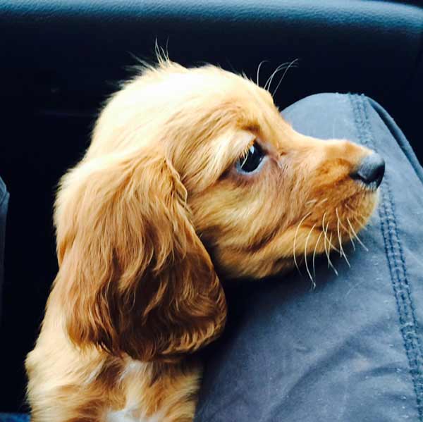golden cocker spaniel puppy 8 weeks old