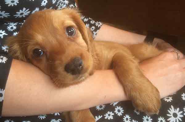 golden english cocker spaniel puppy 8 weeks old