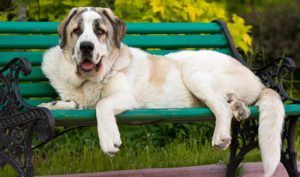 spanish mastiff - spanish dog breeds