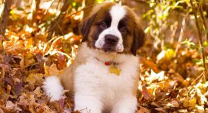 Strongest Dog Breeds - The Most Powerful Pups In The World!