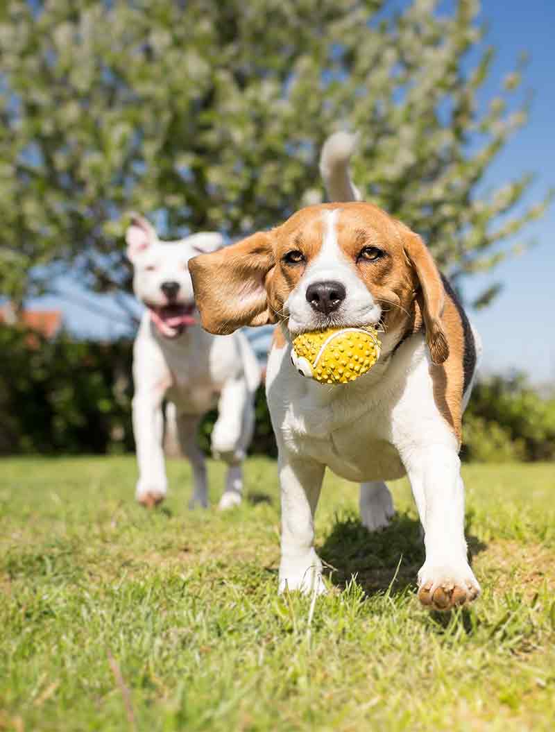 tea tree oil for dogs