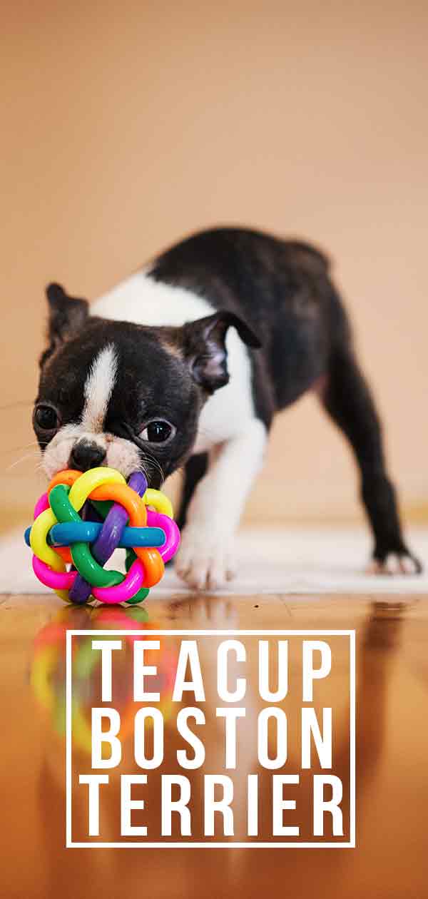 teacup boston terrier