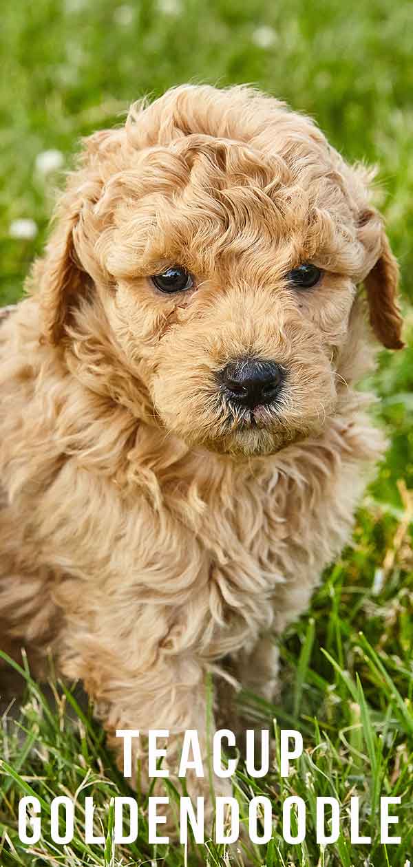 Teacup Goldendoodle