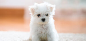 mini maltese