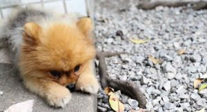 tea cup pomeranian
