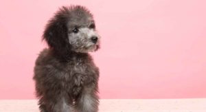 Teacup Poodle