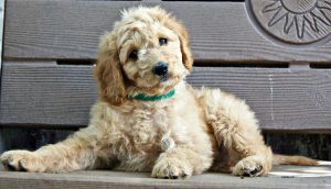 Dog Temperament - And choosing a friendly puppy