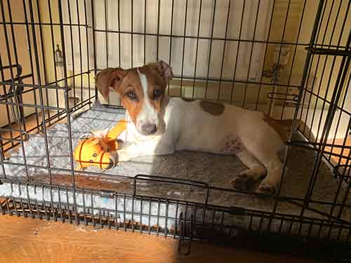 terrier puppy resting in crate