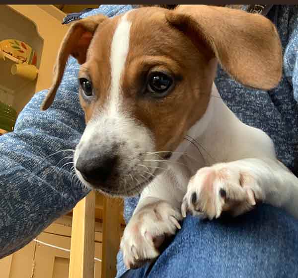 ten week old jack russell terrier puppy