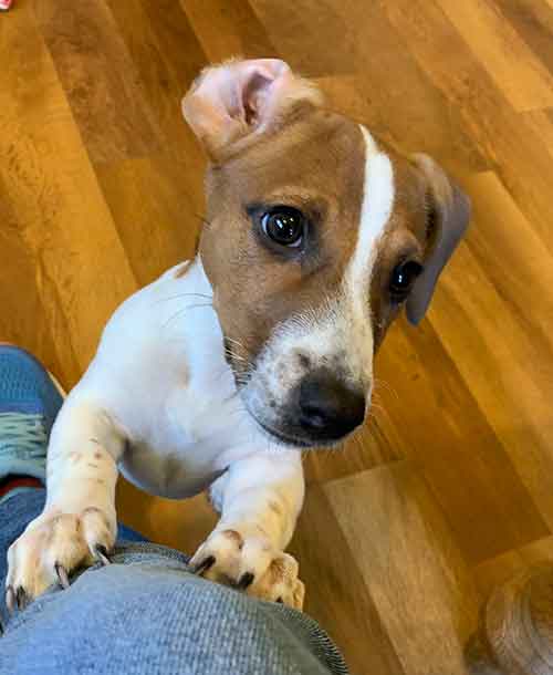 terrier puppy wants to play