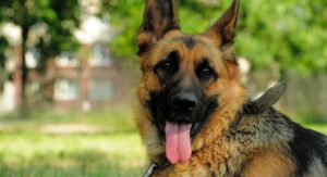 king shepherd