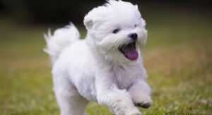 maltese puppy dog