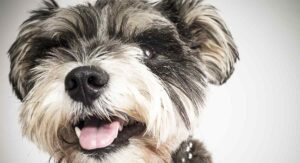 miniature schnauzer yorkie mix