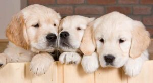 golden retriever puppies