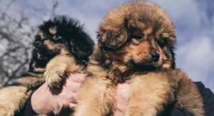 tibetan mastiff