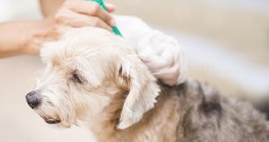What do ticks look like? A complete guide to identification, removal, treatment and prevention