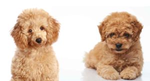 toy poodle vs miniature poodle
