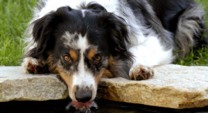 Tri Color Australian Shepherd