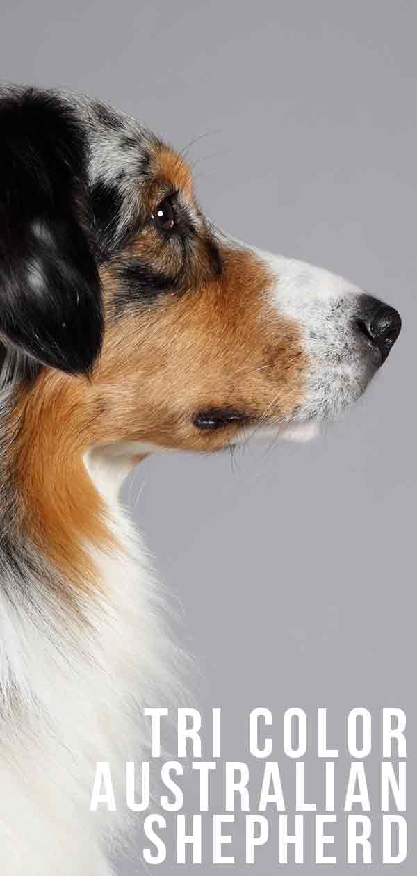 Tri Color Australian Shepherd