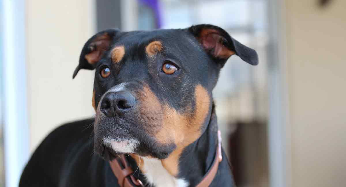 tri color pitbull