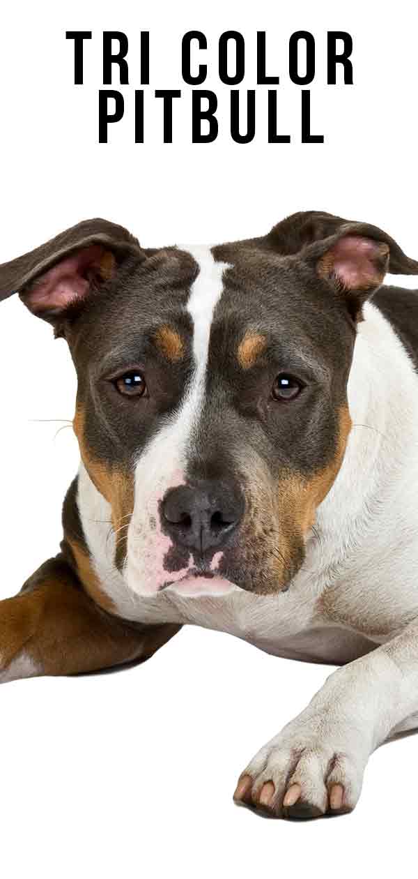 tri color pitbull