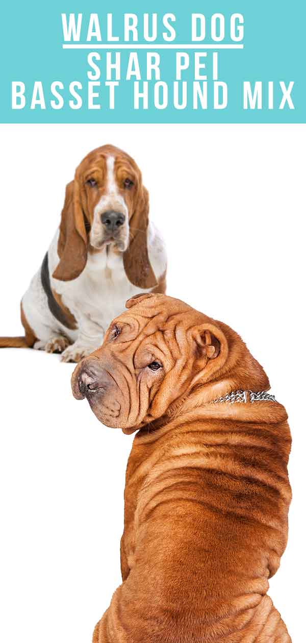 walrus dog