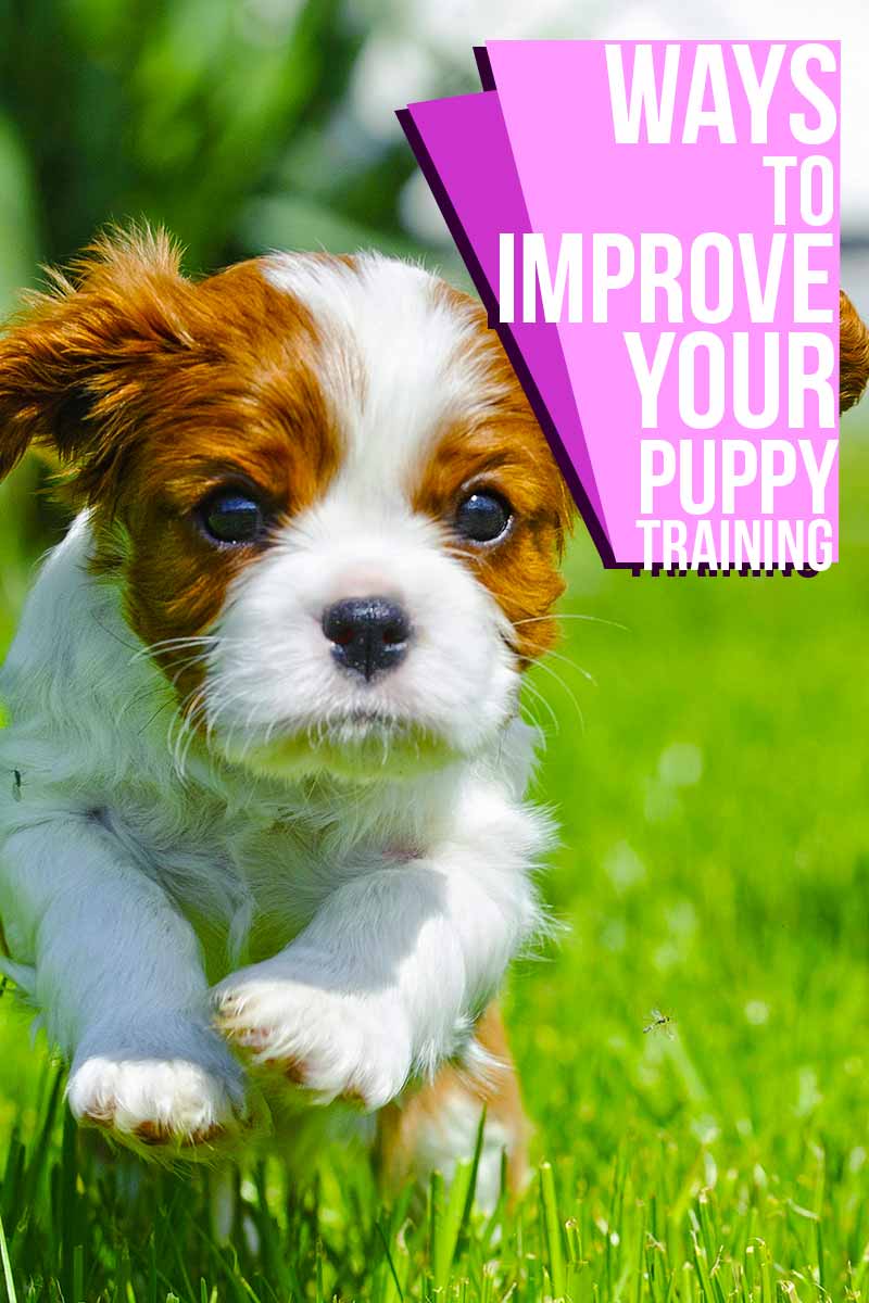 Ways to improve your puppy training - Helpful training advice from The Happy Puppy Site.