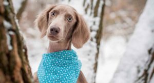 Weimaraner Temperament