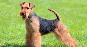 welsh terrier