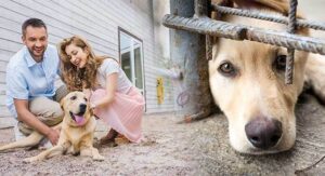 what is a dog shelter