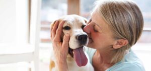 therapy dog
