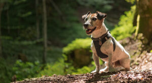 what is the best dog harness for a small dog