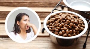 what should i do if my dog is not eating