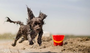 when training with treats doesn't work