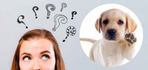 where to buy puppies