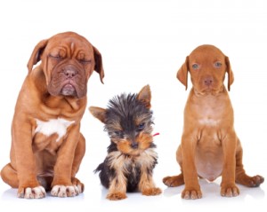 puppy search - which type of dog