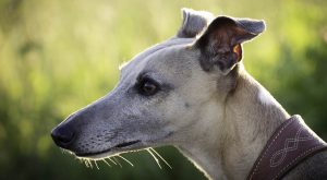 Long Face Dog - behavior, training, health and intelligence