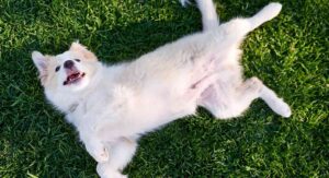 why do dogs roll in grass