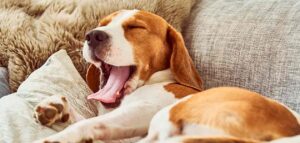 why do dogs yawn