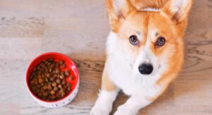 why is my dog not eating