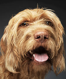 wire haired vizsla
