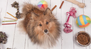 Dog looks up at camera surrounded by dog products